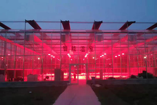 Application Case of Smart Greenhouse Grow Light