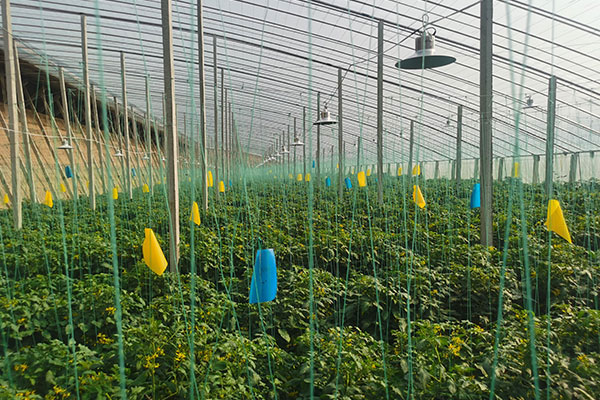 A case of light compensation in small tomato greenhouse in Pingdu